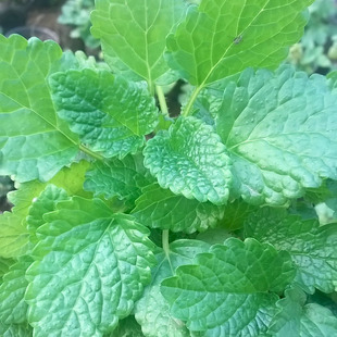 柠檬香蜂草-蜜蜂草柠檬，香水薄荷香草花卉，绿植盆栽可食用香草苗