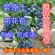 2颗盆栽蓝莓苗蓝莓树苗蓝莓，盆栽苗蓝莓结果苗南方北方品种