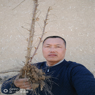 保加利亚冰玫瑰白玫瑰食用苦水玫瑰花苗耐寒耐旱易栽包活一颗