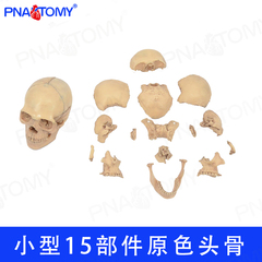 颅骨小骷髅头模型仿真人头骨原色可拆卸15部件医用美术临摹素描