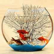 客厅超白扁形椭圆形创意海铁树，热带金鱼办公桌面迷你小型玻璃鱼缸