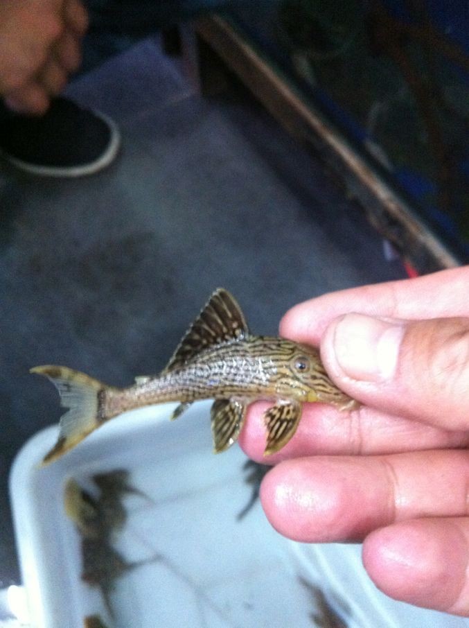 南美亚马逊河热带观赏鱼异型之【L27D黄金雷