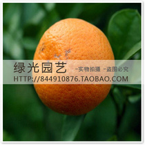 【精选】柑橘果树苗十大品牌,柑橘果树苗,柑橘