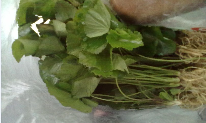 高山现采山草药异叶茴芹、骚羊古、山当归、苦