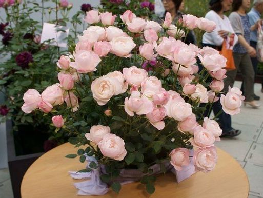 日系月季 草莓杏仁饼(Strawberry Macaron)中苗