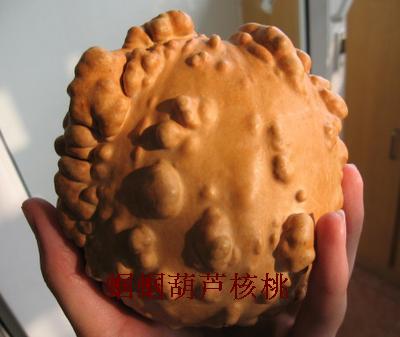 疙瘩葫芦籽0.5元\/粒兰州特色葫芦种子葫芦籽文