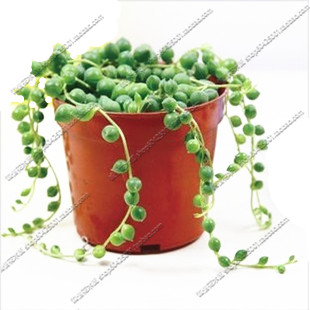 装修 净化空气多肉植物 珍珠吊兰 情人的眼泪 迷