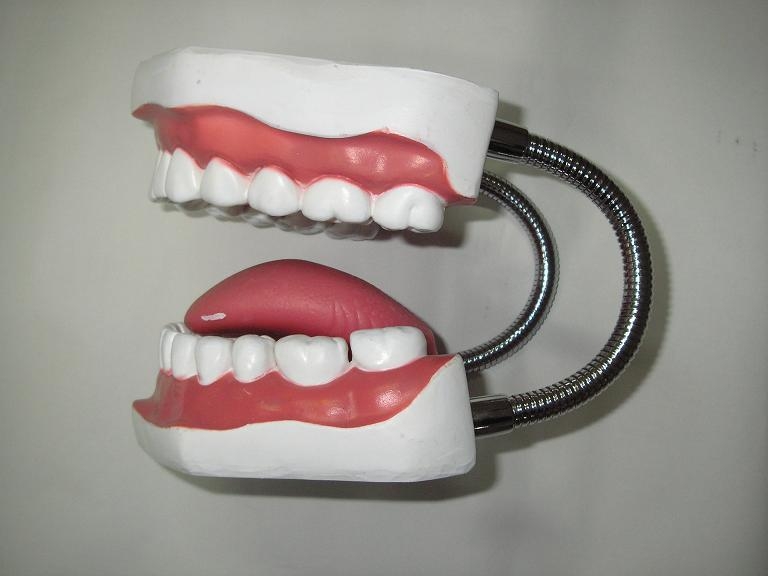 口腔保健模型口腔护理保健模型 牙齿模型 牙床