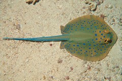 海水鱼 活体 珊瑚 观赏鱼海星 批发 海金鱼 宠物鱼 鳐鱼 蓝点鳐