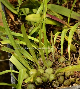 石豆兰B. nigrescens\/原生种 缸养 附生兰\/0.5元