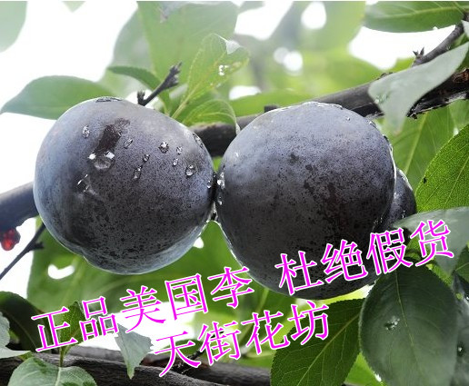 正品浙江黑李果树苗 黑琥珀李 黑布朗 美国李果苗 黑李子苗 保真