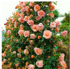 娇花满园 藤本月季*西方大地*多季节开花 浓香