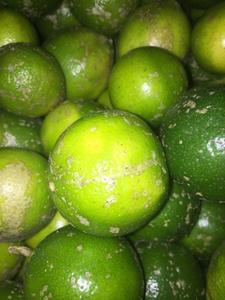 新鲜野生柠檬水果野生山柠檬土柠檬不是转基因