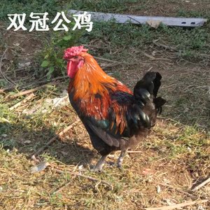 兰溪山野农家 正宗散养土鸡黑脚大公鸡老公鸡