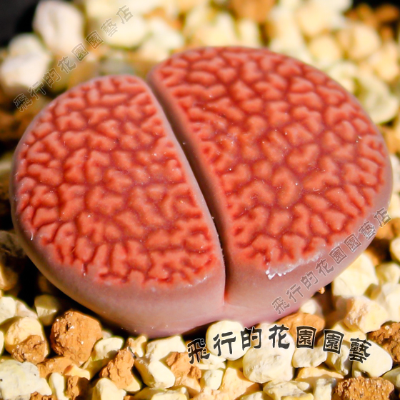 进口生石花种子富贵玉系丸贵玉 LITHOPS hoo