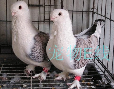 一对包邮 宠物鸽子 观赏鸽子活体 玩赏鸽子 淑女鸽幼鸟