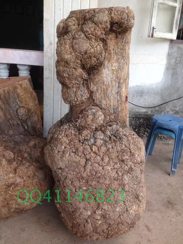 大果紫檀樱木花梨木树瘤原木