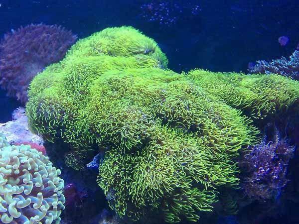 生物活体 海水珊瑚 荧光草皮珊瑚
