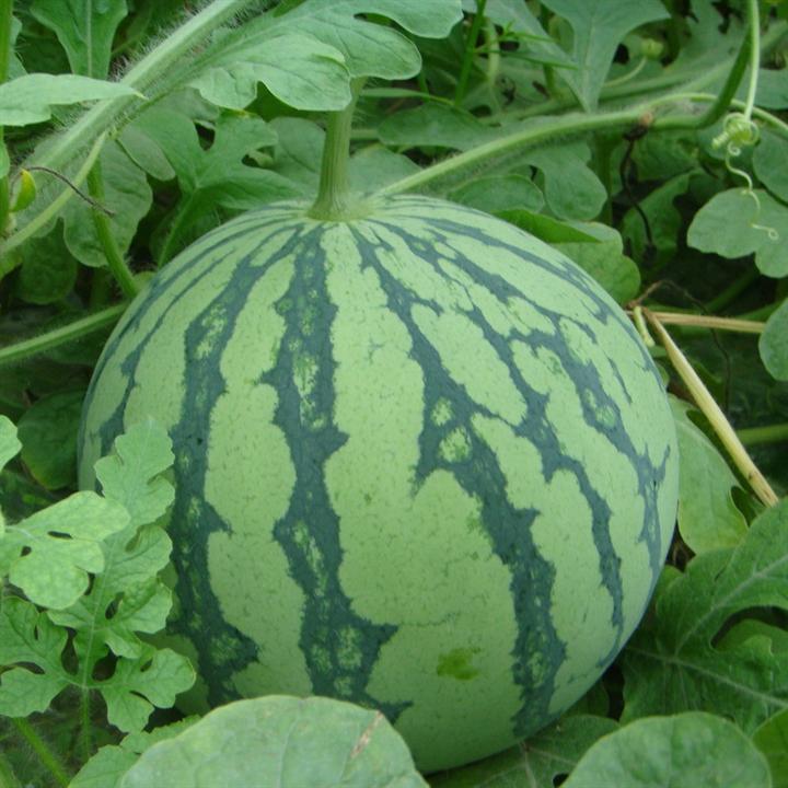 8424西瓜种子\/麒麟瓜种子 蔬菜水果种子 皮薄