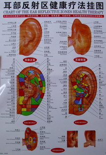 【耳部反射区健康疗法挂图】耳朵人体全息图 按摩经络穴位图