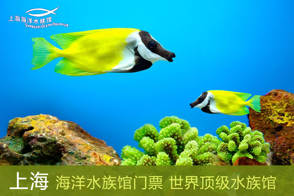 上海水族馆 海底世界团购,上海水族馆 海底世界