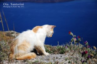 F028喷绘写真\/山水风景花鸟画写真海报\/写真相