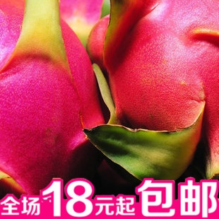 盆栽果树盆栽果苗 火龙果苗红肉火龙果苗 台农