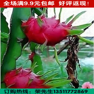 果树苗木 盆栽 植物 火龙果苗 台湾超甜火龙果树