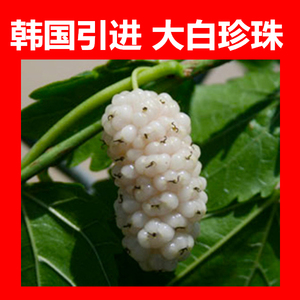 夏果桑 韩国大白珍珠地栽盆栽南方北方种植桑