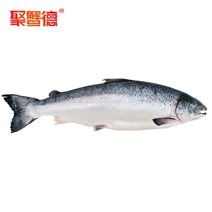 聚蟹德大西洋冷冻三文鱼7-6.5kg 整条 三文鱼 