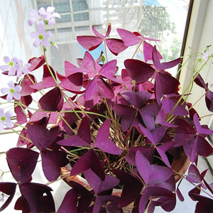 花卉种子红叶幸运草种子盆栽红花草种子紫花炸