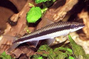 飞狐鱼金线小猴飞狐鱼草缸工具鱼观赏鱼活体全