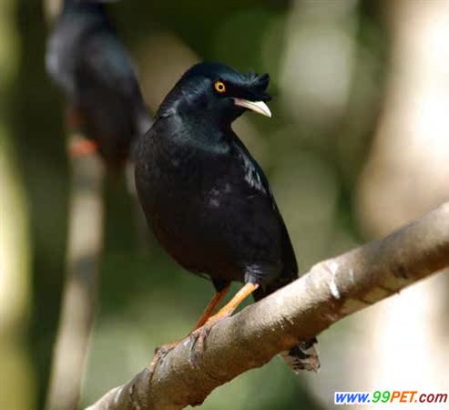 八哥叫声精品极品 实战音电媒音|一淘网优惠购