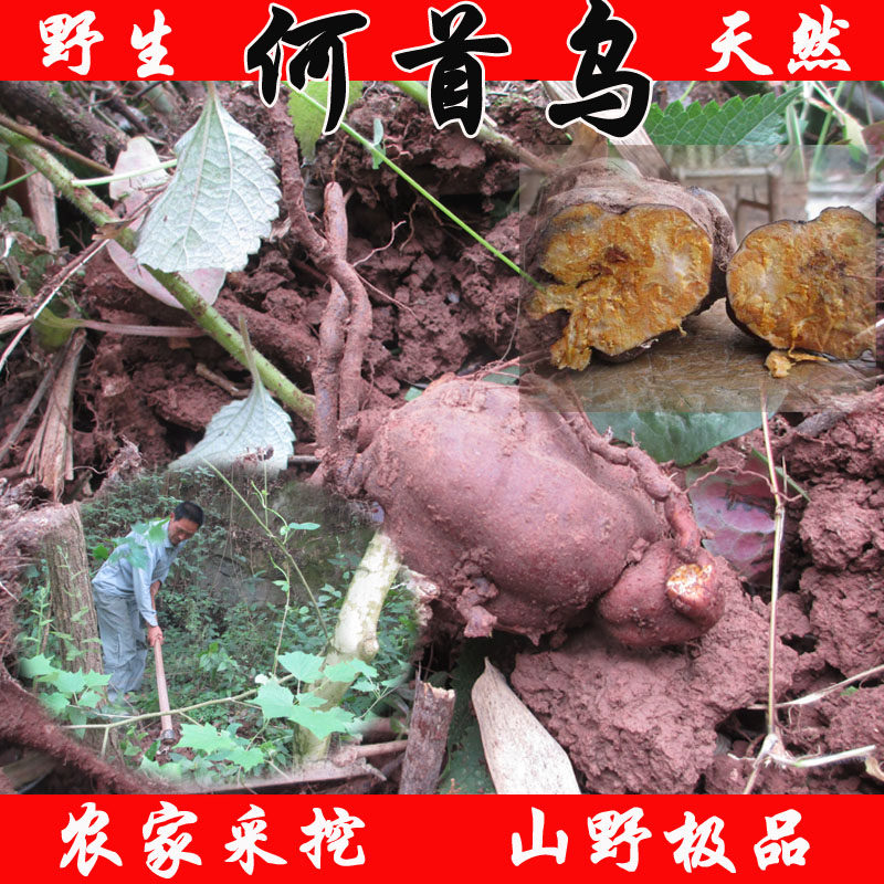 新鲜何首乌 <em>中药材</em>治<em>白发</em> 野生茶包邮 可制粉片