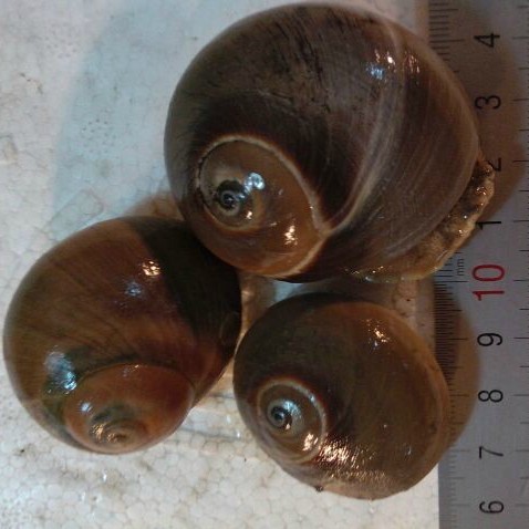 大连海鲜特产 鲜活肚脐螺 新鲜黄香玉螺 醉香螺