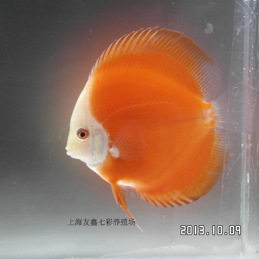 七彩神仙观赏鱼 七彩神仙鱼 热带鱼 红金钻 7-8