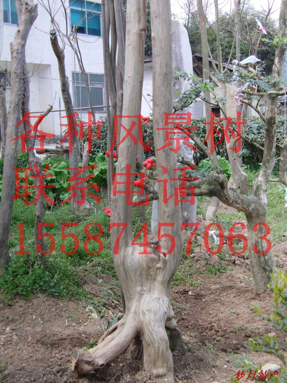 野生马林光 光皮桦 野紫薇 珍贵风景树盆栽|一淘