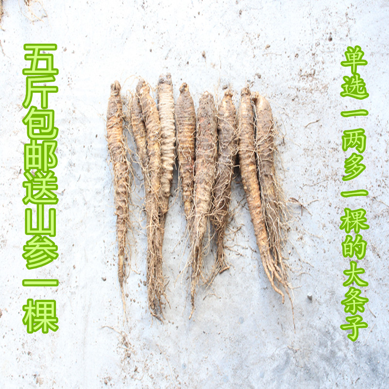 鲜沙参 山地瓜 野生山胡萝卜 6-8棵一斤 大个绝