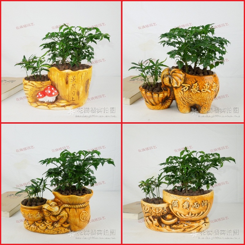 特价室内桌面花卉绿植 桌面盆栽 菜豆树 幸福树