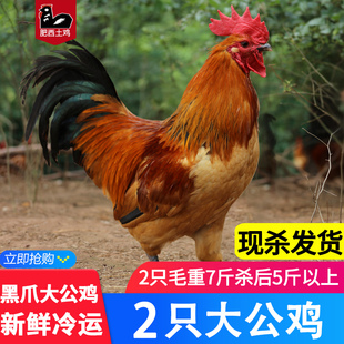 2 big roosters 5 catties native chien rooster anhui rural -range soil rooster old stupid chien grass chien fresh chien