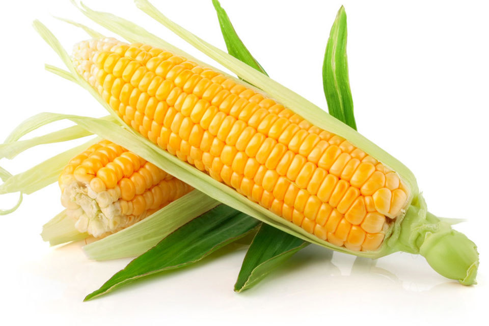 玉米施用有机肥的方法