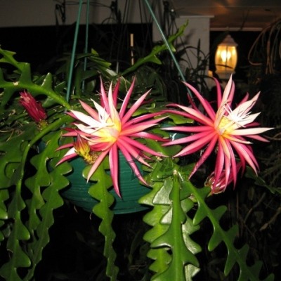 鱼骨昙花,红花昙花 枝条 推荐,太阳落山才开花,