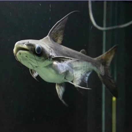 热带观赏鱼成吉思汗鲨可混养淡水鱼宠物鱼 大