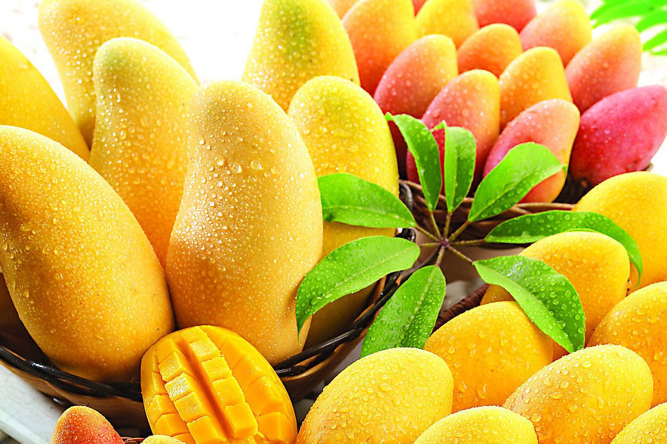 北京水仙芒果团购,北京水仙芒果打折优惠,北京水仙芒果优惠券