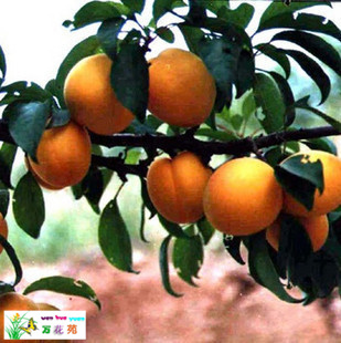 盆栽杏子 杏子树苗 杏子树 杏子苗 当年结果 包