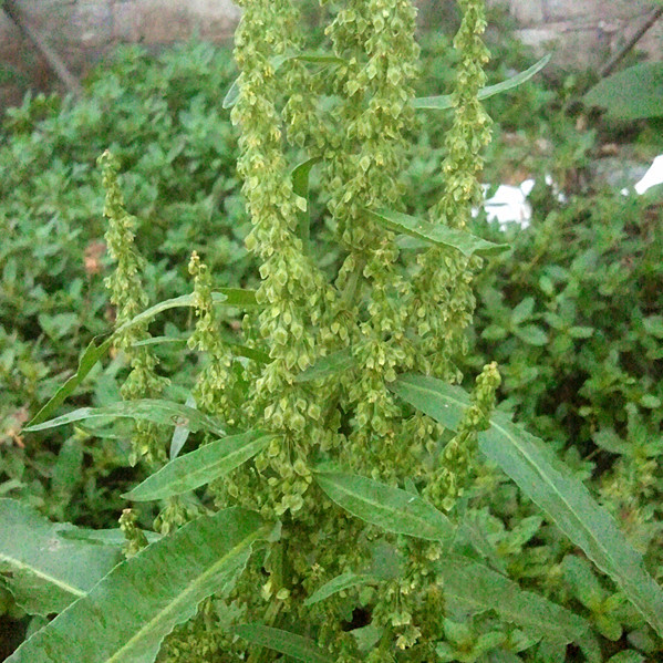 新鲜羊蹄草 羊蹄根 土大黄 新鲜干品都有|一淘网