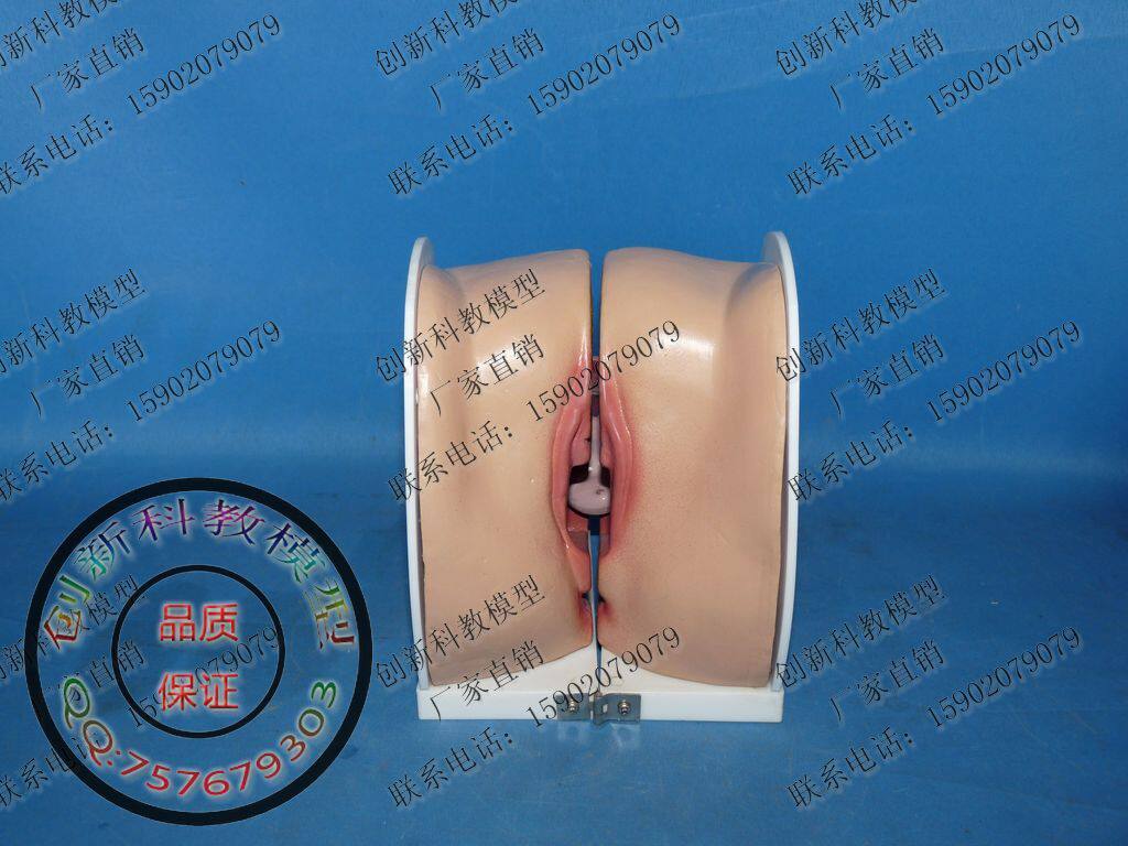 女性子宫上环演示模型 <em>女生殖器</em>解剖模型 计生