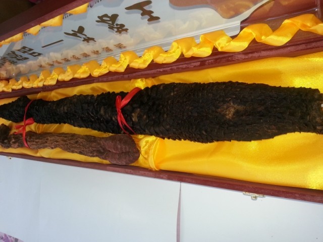 内蒙阿拉善野生肉苁蓉锁阳1米礼盒 几十年生长
