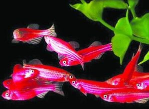 红斑马鱼 斑马鱼大小均匀2CM最好饲养的热带