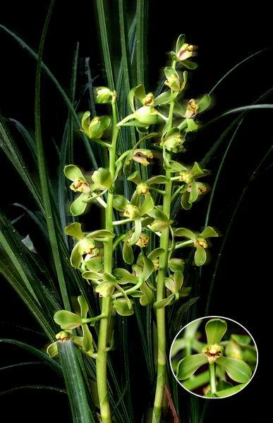 兰花蕙兰种之《老极品,自然原生种,绿植花卉苗
